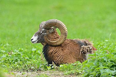 英伟达公布《半条命2 RTX版》 支持全景光追和DLSS 3