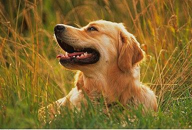 《古墓丽影三部曲重制版合集》全平台实体版正式公布